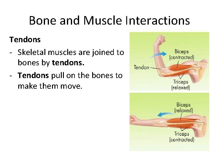 Bone and Muscle Interactions Tendons - Skeletal muscles are joined to bones by tendons.