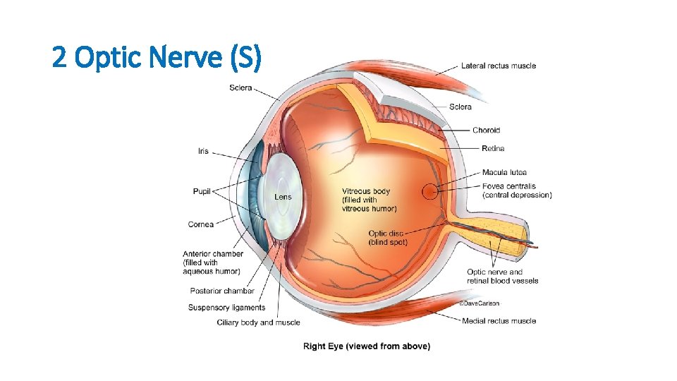 2 Optic Nerve (S) 