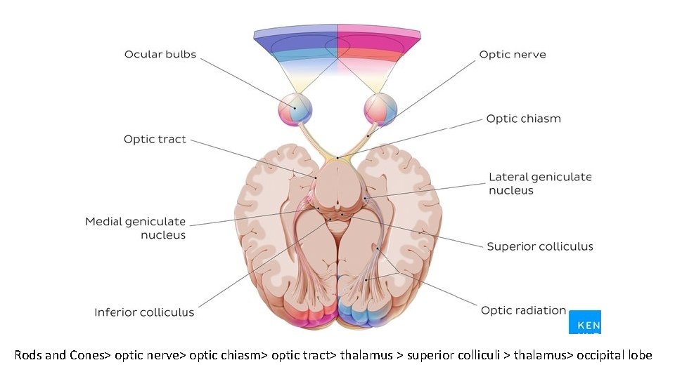 Rods and Cones> optic nerve> optic chiasm> optic tract> thalamus > superior colliculi >