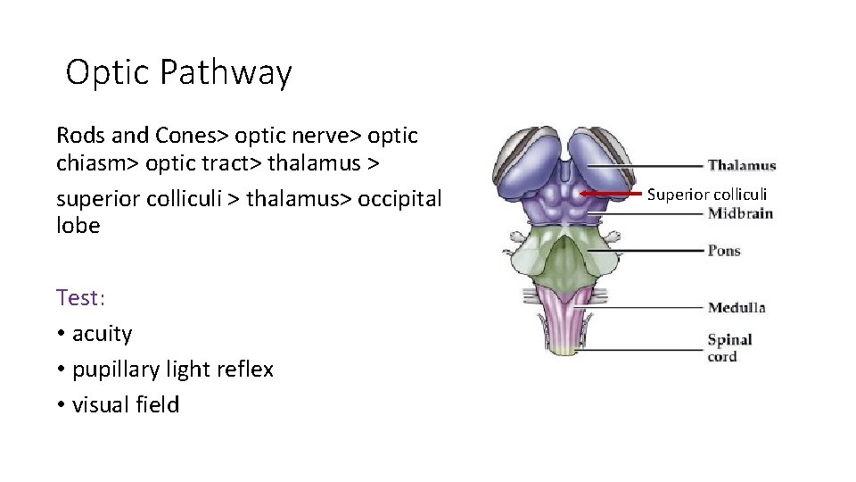 Optic Pathway Rods and Cones> optic nerve> optic chiasm> optic tract> thalamus > superior