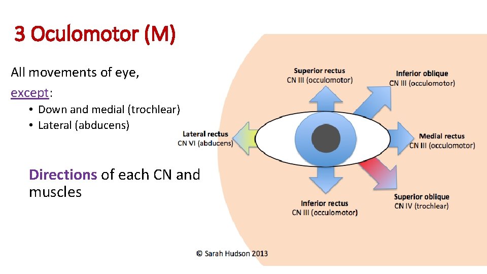 3 Oculomotor (M) All movements of eye, except: • Down and medial (trochlear) •