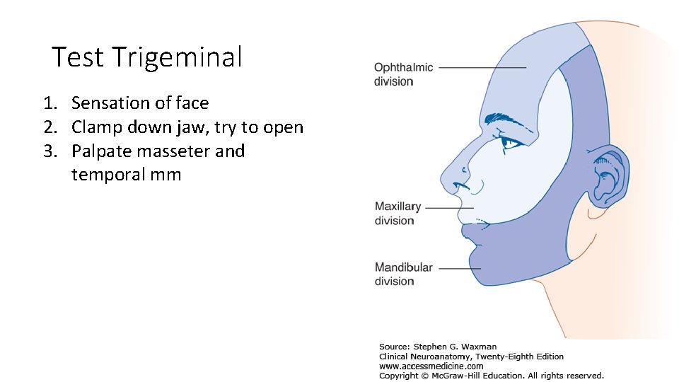 Test Trigeminal 1. Sensation of face 2. Clamp down jaw, try to open 3.