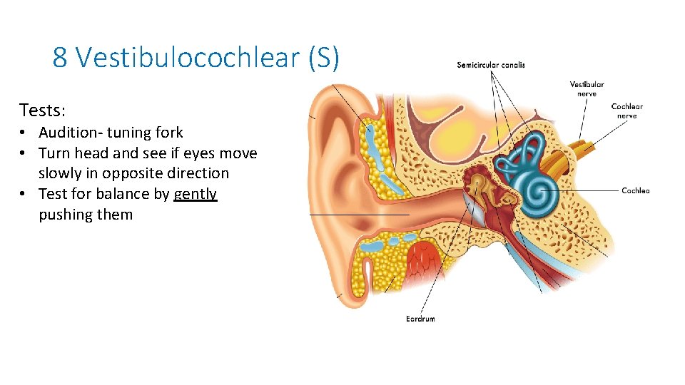 8 Vestibulocochlear (S) Tests: • Audition- tuning fork • Turn head and see if