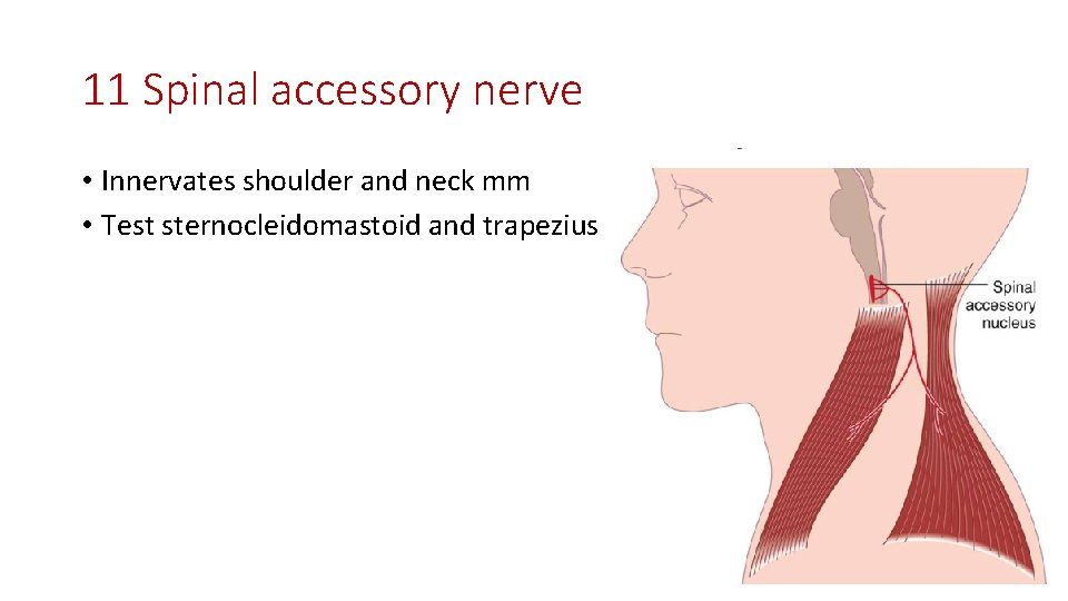 11 Spinal accessory nerve • Innervates shoulder and neck mm • Test sternocleidomastoid and