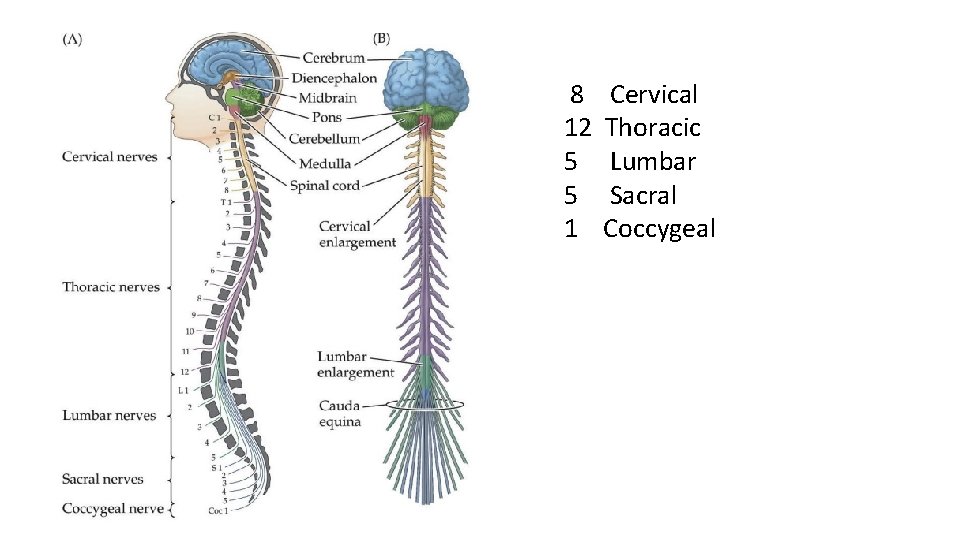 8 12 5 5 1 Cervical Thoracic Lumbar Sacral Coccygeal 