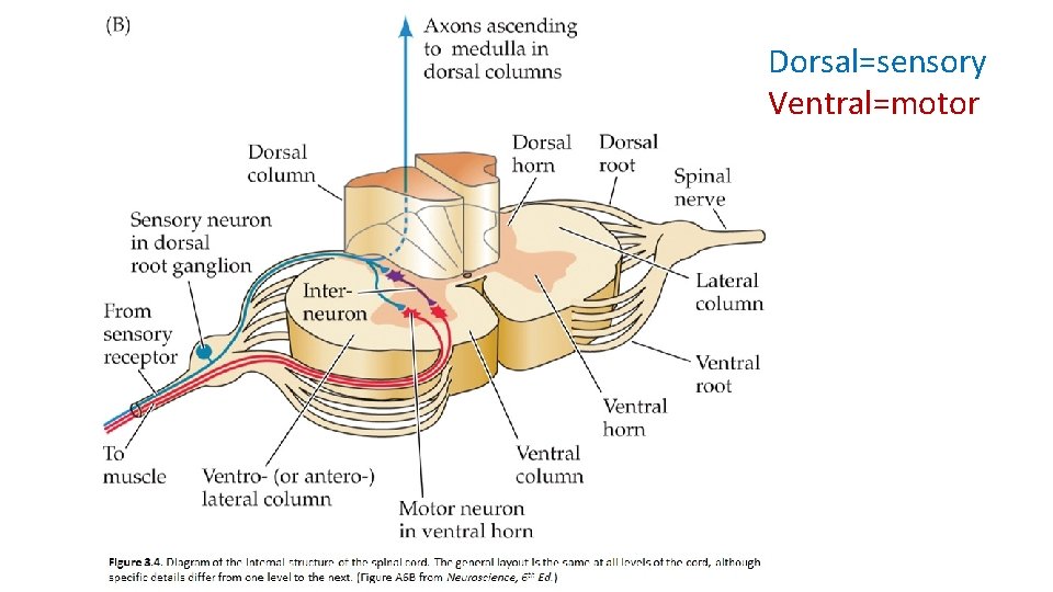 Dorsal=sensory Ventral=motor 