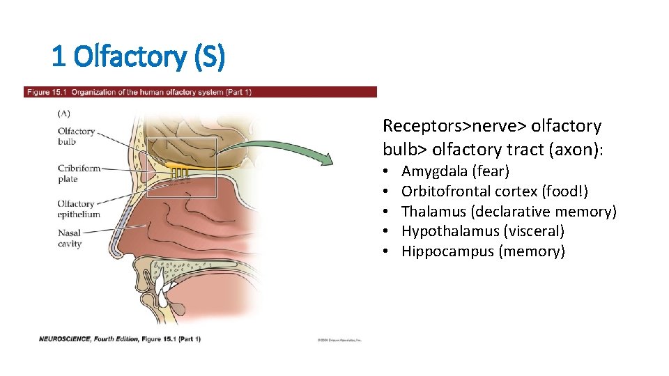 1 Olfactory (S) Receptors>nerve> olfactory bulb> olfactory tract (axon): • • • Amygdala (fear)