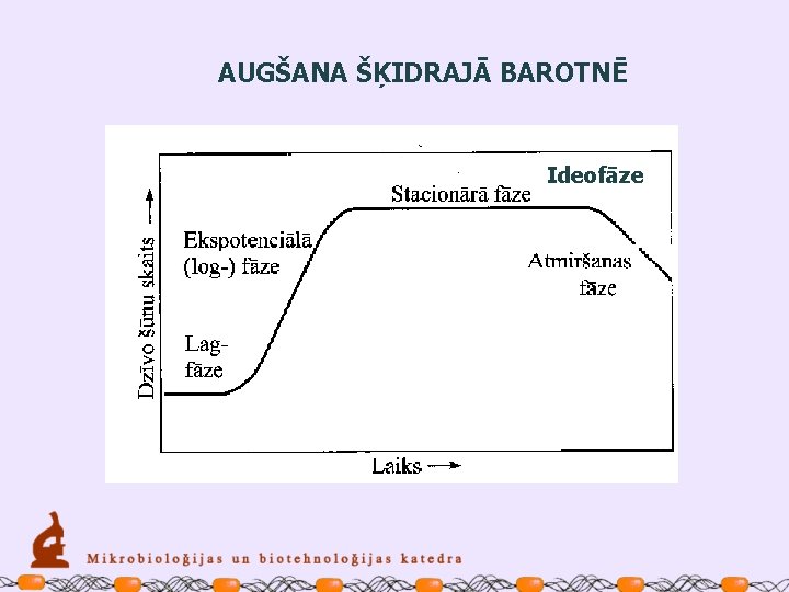 AUGŠANA ŠĶIDRAJĀ BAROTNĒ Ideofāze 