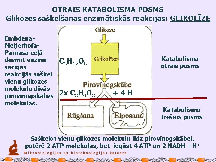 OTRAIS KATABOLISMA POSMS Glikozes sašķelšanas enzimātiskās reakcijas: GLIKOLĪZE Embdena. Meijerhofa. Parnasa ceļā desmit enzīmi