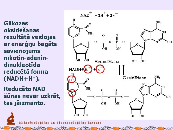 Glikozes oksidēšanas rezultātā veidojas ar enerģiju bagāts savienojums nikotīn-adenīndinukleotīda reducētā forma (NADH+H+). Reducēto NAD