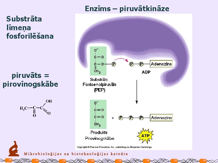 Enzīms – piruvātkināze Substrāta līmeņa fosforilēšana piruvāts = pirovīnogskābe 