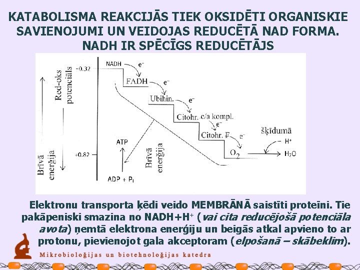 KATABOLISMA REAKCIJĀS TIEK OKSIDĒTI ORGANISKIE SAVIENOJUMI UN VEIDOJAS REDUCĒTĀ NAD FORMA. NADH IR SPĒCĪGS