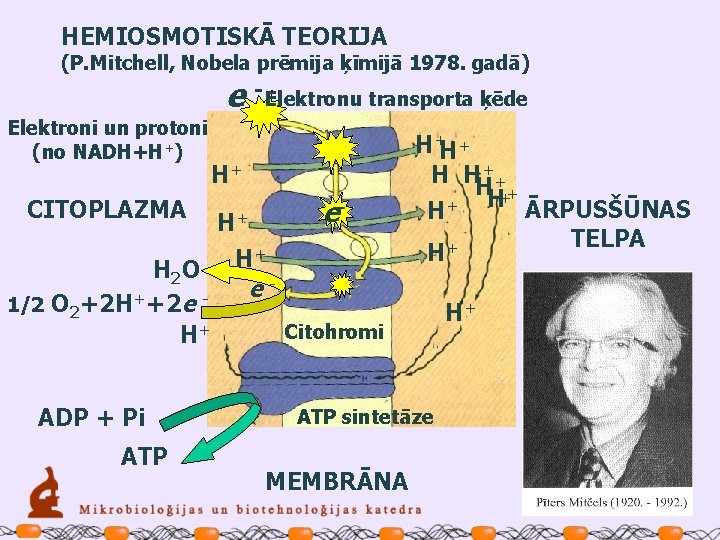 HEMIOSMOTISKĀ TEORIJA (P. Mitchell, Nobela prēmija ķīmijā 1978. gadā) e - Elektronu transporta ķēde