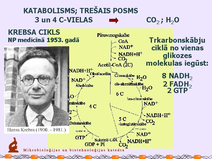 KATABOLISMS; TREŠAIS POSMS 3 un 4 C-VIELAS KREBSA CIKLS NP medicīnā 1953. gadā CO
