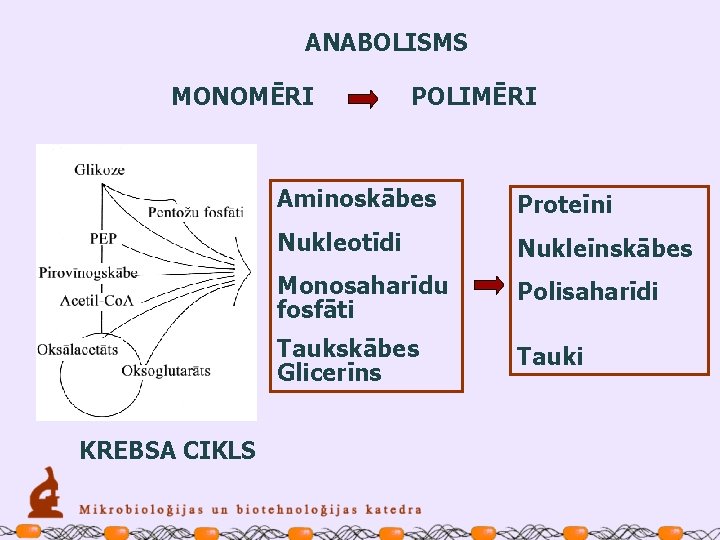 ANABOLISMS MONOMĒRI KREBSA CIKLS POLIMĒRI Aminoskābes Proteīni Nukleotīdi Nukleīnskābes Monosaharīdu fosfāti Polisaharīdi Taukskābes Glicerīns