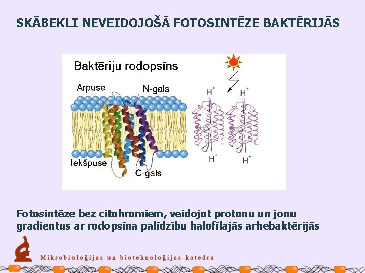 SKĀBEKLI NEVEIDOJOŠĀ FOTOSINTĒZE BAKTĒRIJĀS Fotosintēze bez citohromiem, veidojot protonu un jonu gradientus ar rodopsīna