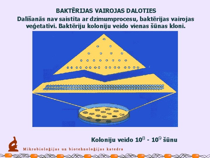 BAKTĒRIJAS VAIROJAS DALOTIES Dalīšanās nav saistīta ar dzimumprocesu, baktērijas vairojas veģetatīvi. Baktēriju koloniju veido