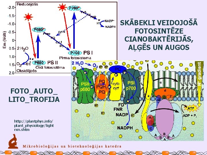 SKĀBEKLI VEIDOJOŠĀ FOTOSINTĒZE CIANOBAKTĒRIJĀS, AĻĢĒS UN AUGOS FOTO_AUTO_ LITO_TROFIJA http: //plantphys. info/ plant_physiology/light rxn.