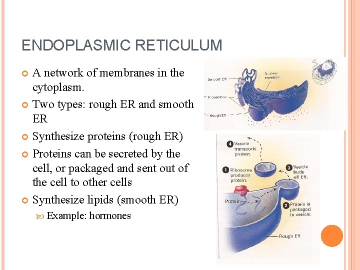 ENDOPLASMIC RETICULUM A network of membranes in the cytoplasm. Two types: rough ER and