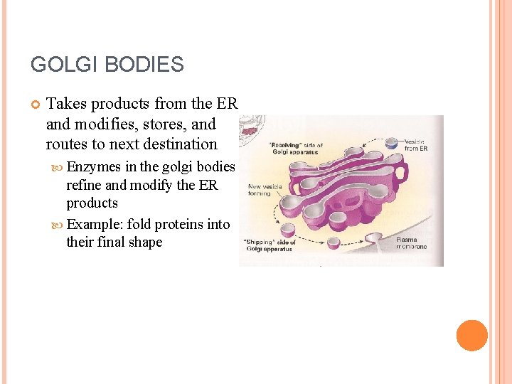 GOLGI BODIES Takes products from the ER and modifies, stores, and routes to next