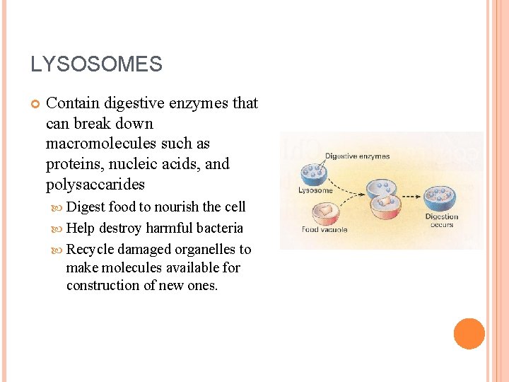 LYSOSOMES Contain digestive enzymes that can break down macromolecules such as proteins, nucleic acids,