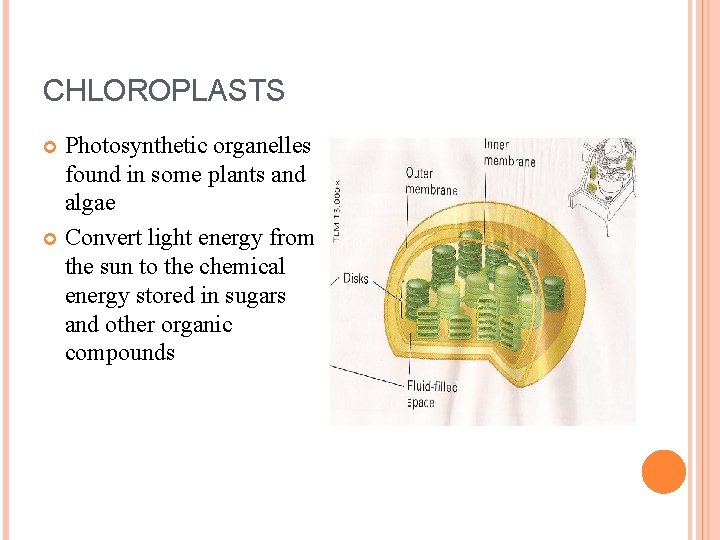 CHLOROPLASTS Photosynthetic organelles found in some plants and algae Convert light energy from the