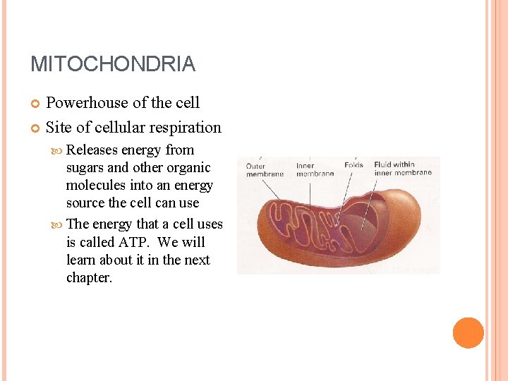 MITOCHONDRIA Powerhouse of the cell Site of cellular respiration Releases energy from sugars and