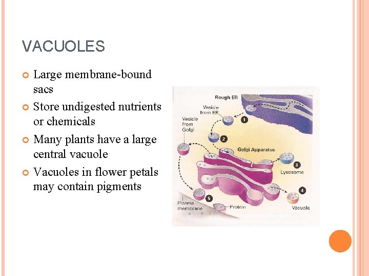 VACUOLES Large membrane-bound sacs Store undigested nutrients or chemicals Many plants have a large