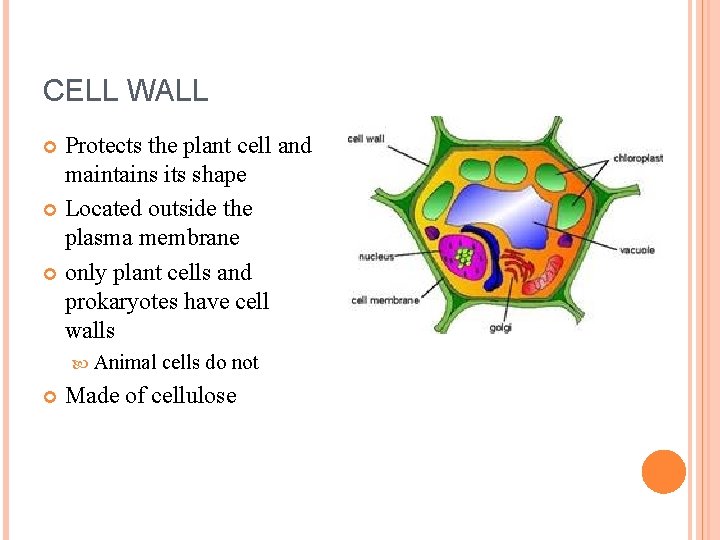 CELL WALL Protects the plant cell and maintains its shape Located outside the plasma