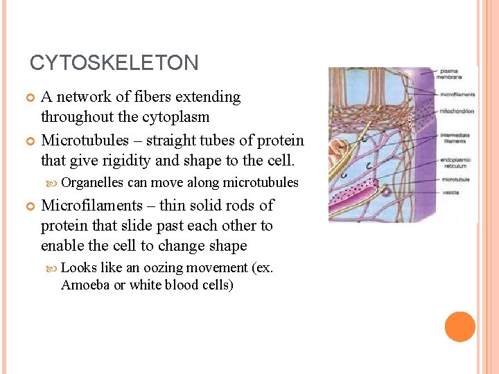 CYTOSKELETON A network of fibers extending throughout the cytoplasm Microtubules – straight tubes of