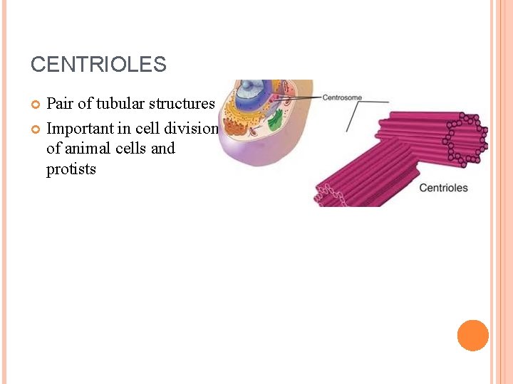 CENTRIOLES Pair of tubular structures Important in cell division of animal cells and protists