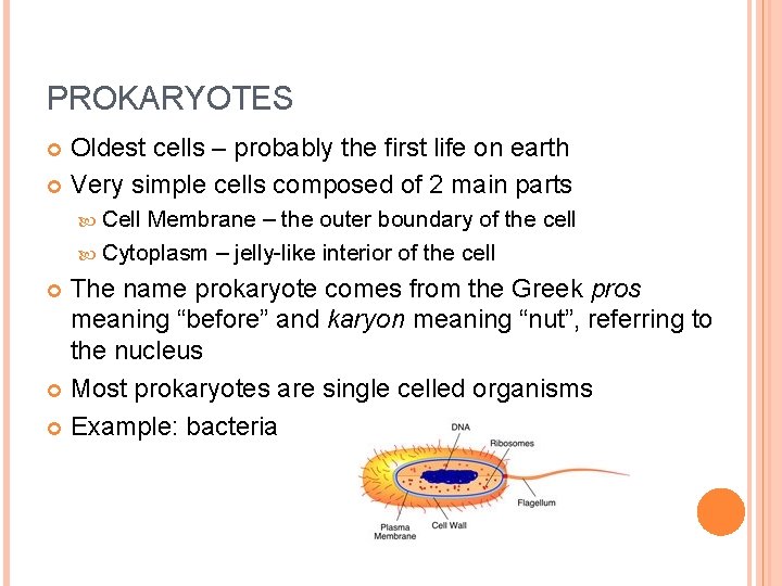 PROKARYOTES Oldest cells – probably the first life on earth Very simple cells composed