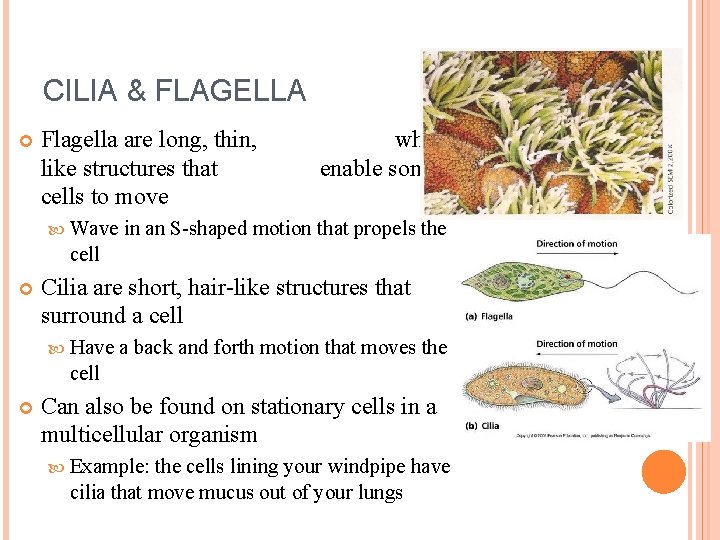 CILIA & FLAGELLA Flagella are long, thin, like structures that cells to move Wave