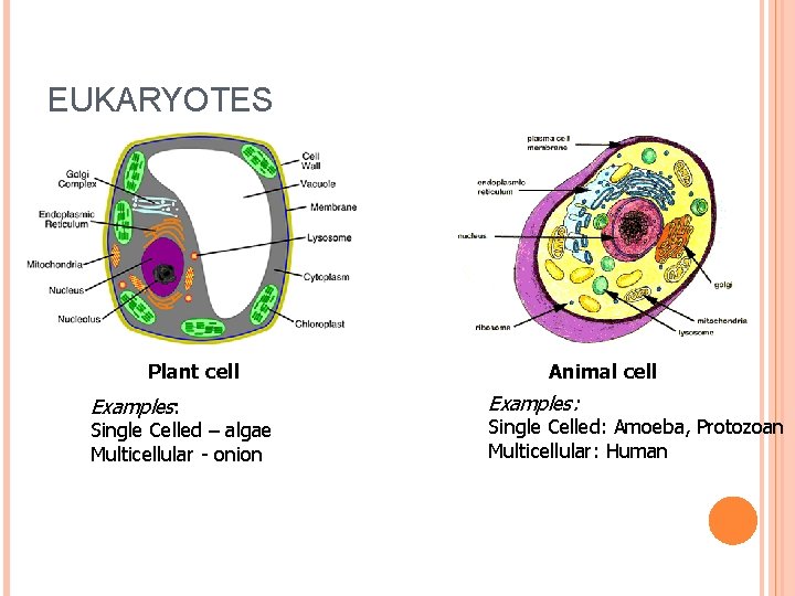 EUKARYOTES Plant cell Examples: Single Celled – algae Multicellular - onion Animal cell Examples: