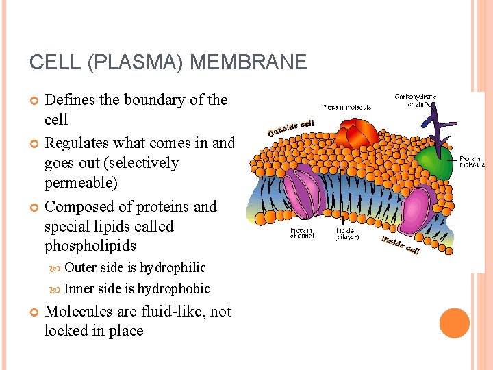 CELL (PLASMA) MEMBRANE Defines the boundary of the cell Regulates what comes in and
