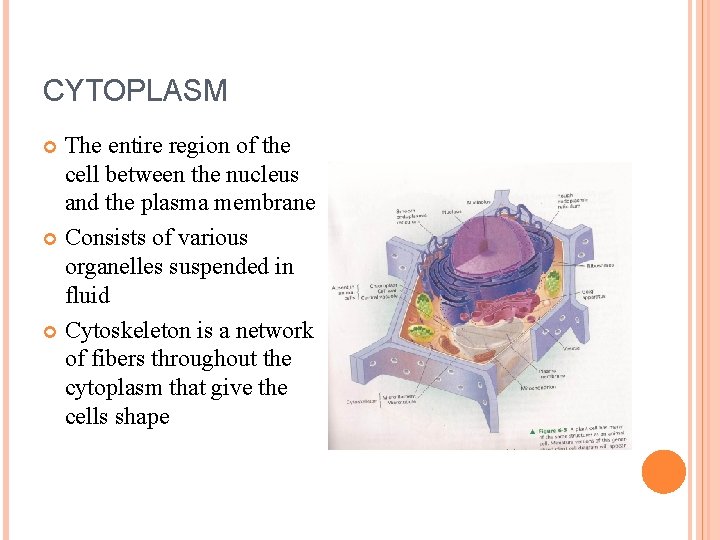CYTOPLASM The entire region of the cell between the nucleus and the plasma membrane