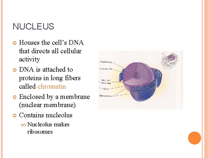 NUCLEUS Houses the cell’s DNA that directs all cellular activity DNA is attached to