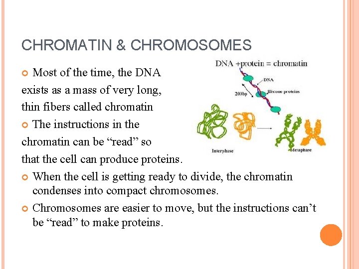 CHROMATIN & CHROMOSOMES Most of the time, the DNA exists as a mass of
