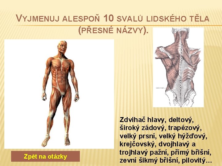 VYJMENUJ ALESPOŇ 10 SVALŮ LIDSKÉHO TĚLA (PŘESNÉ NÁZVY). Zpět na otázky Zdvihač hlavy, deltový,