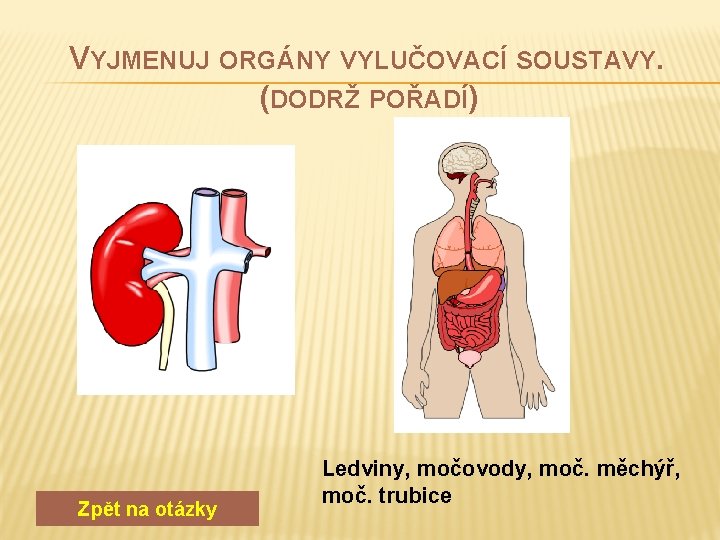 VYJMENUJ ORGÁNY VYLUČOVACÍ SOUSTAVY. (DODRŽ POŘADÍ) Zpět na otázky Ledviny, močovody, moč. měchýř, moč.