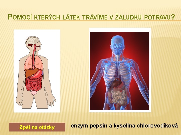 POMOCÍ KTERÝCH LÁTEK TRÁVÍME V ŽALUDKU POTRAVU? Zpět na otázky enzym pepsin a kyselina