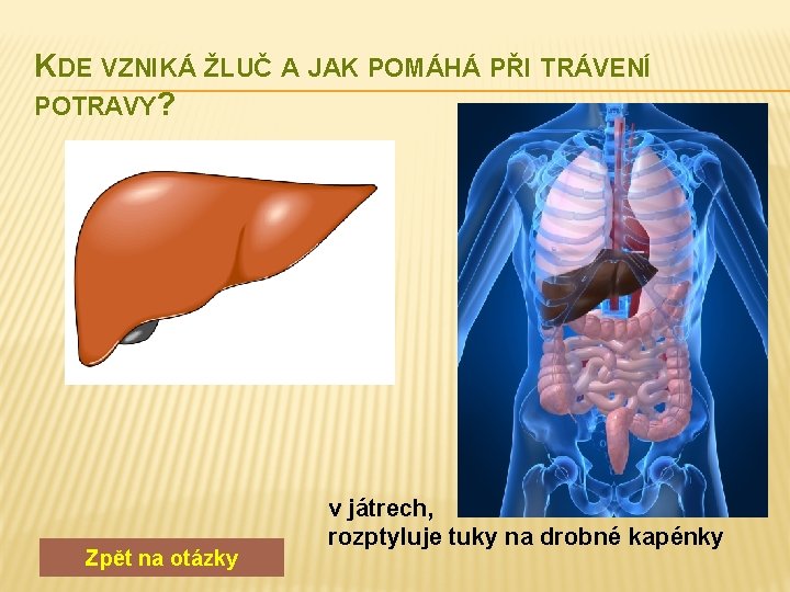 KDE VZNIKÁ ŽLUČ A JAK POMÁHÁ PŘI TRÁVENÍ POTRAVY? Zpět na otázky v játrech,