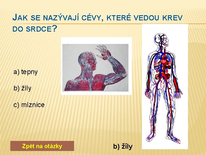 JAK SE NAZÝVAJÍ CÉVY, KTERÉ VEDOU KREV DO SRDCE? a) tepny b) žíly c)