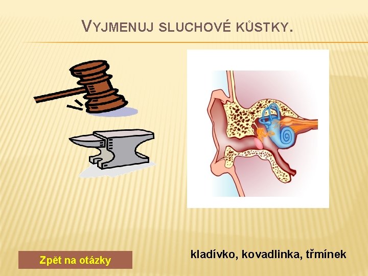 VYJMENUJ SLUCHOVÉ KŮSTKY. Zpět na otázky kladívko, kovadlinka, třmínek 