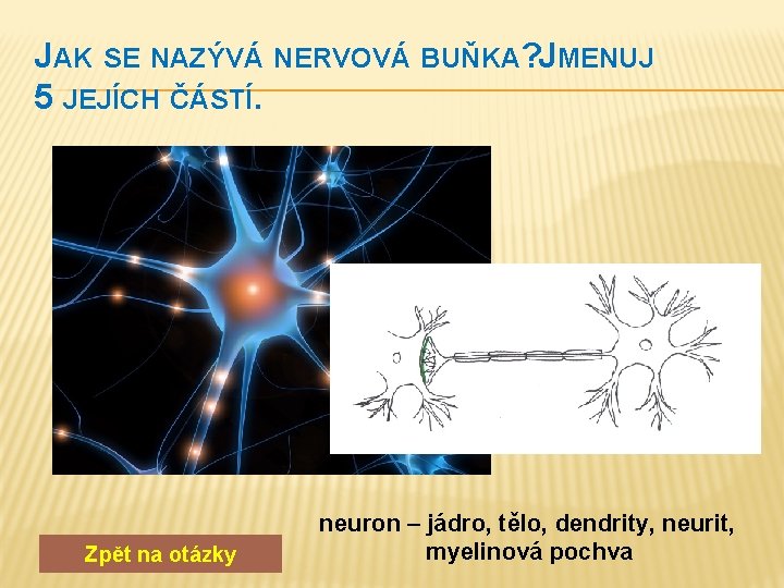 JAK SE NAZÝVÁ NERVOVÁ BUŇKA? JMENUJ 5 JEJÍCH ČÁSTÍ. Zpět na otázky neuron –