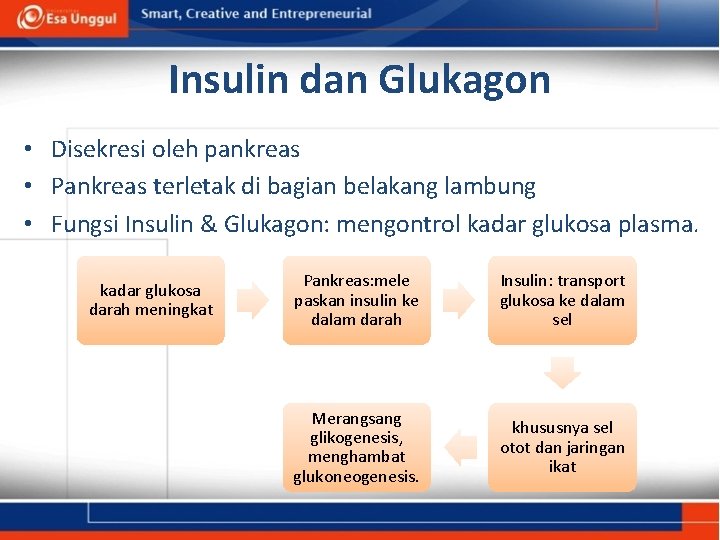 Insulin dan Glukagon • Disekresi oleh pankreas • Pankreas terletak di bagian belakang lambung