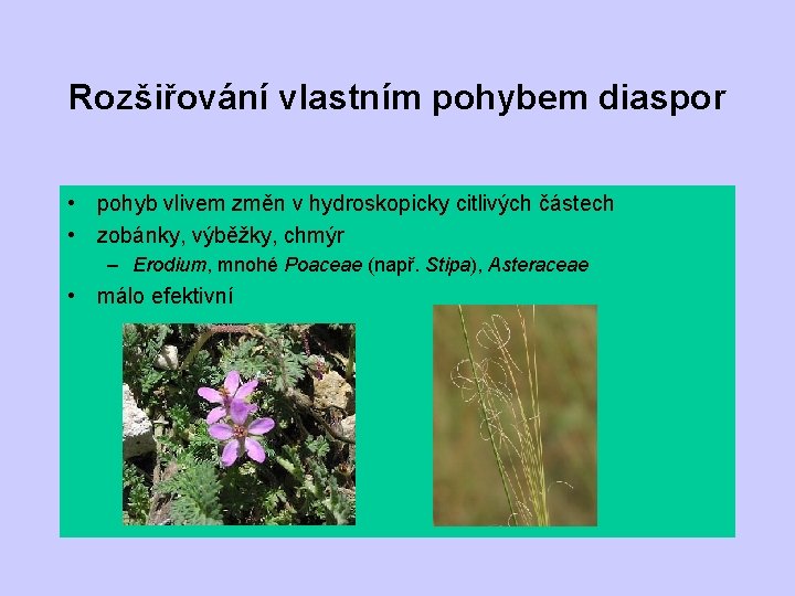 Rozšiřování vlastním pohybem diaspor • pohyb vlivem změn v hydroskopicky citlivých částech • zobánky,