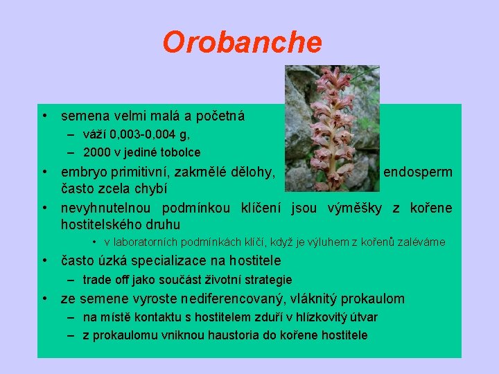 Orobanche • semena velmi malá a početná – váží 0, 003 -0, 004 g,