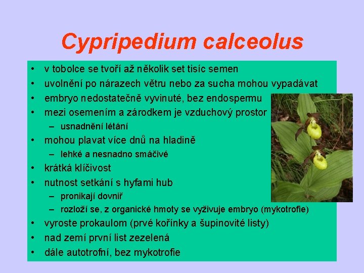 Cypripedium calceolus • • v tobolce se tvoří až několik set tisíc semen uvolnění
