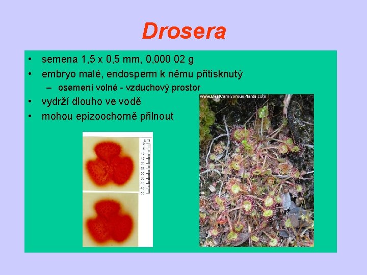 Drosera • semena 1, 5 x 0, 5 mm, 0, 000 02 g •